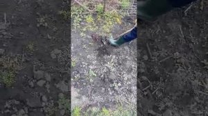 на огороде 👨🌾