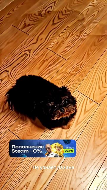 Литвин СОБАКА НЕ УЗНАЕТ ПАХАНА!🤯🔥