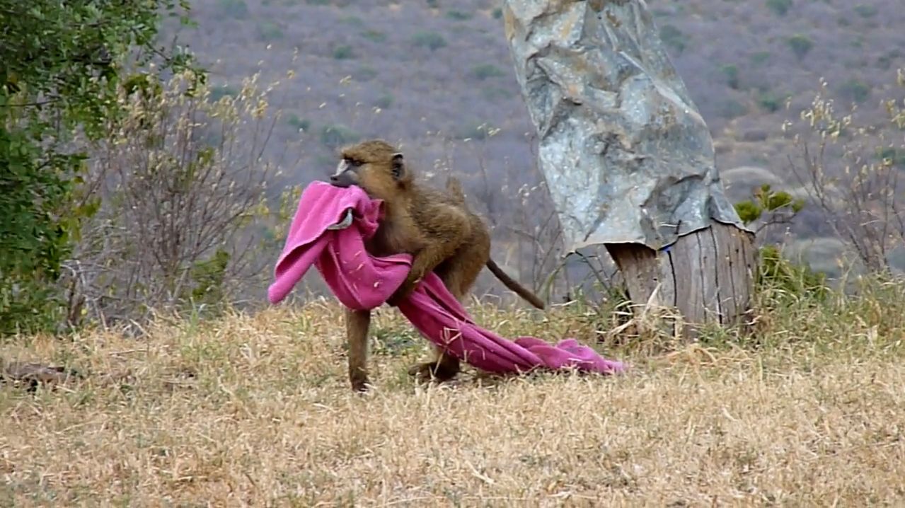 Кто украл наше полотенце?