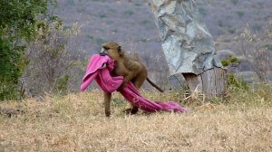 Кто украл наше полотенце?