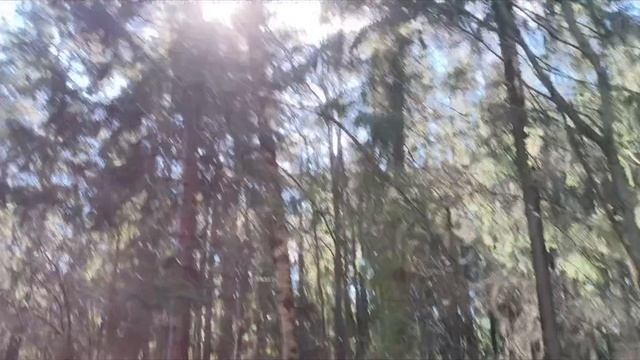 Утренний променад в лесопарке