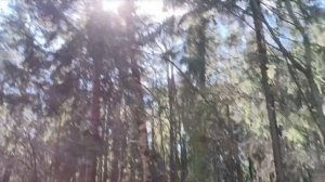 Утренний променад в лесопарке