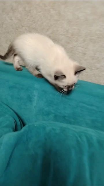 Симба ловит игрушку #котёнок