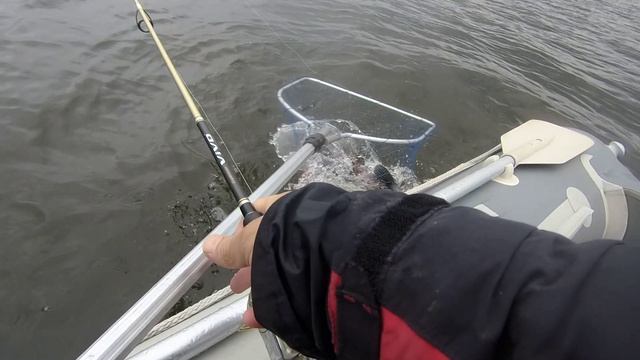 Белоярский судак перед нерестовым запретом