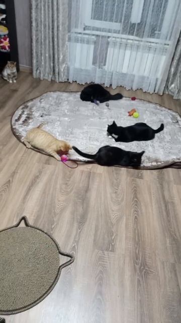 Передержка обеспечила животных игрушками,все развлекаются.Бывшие уличные,которых не смогли пристроит