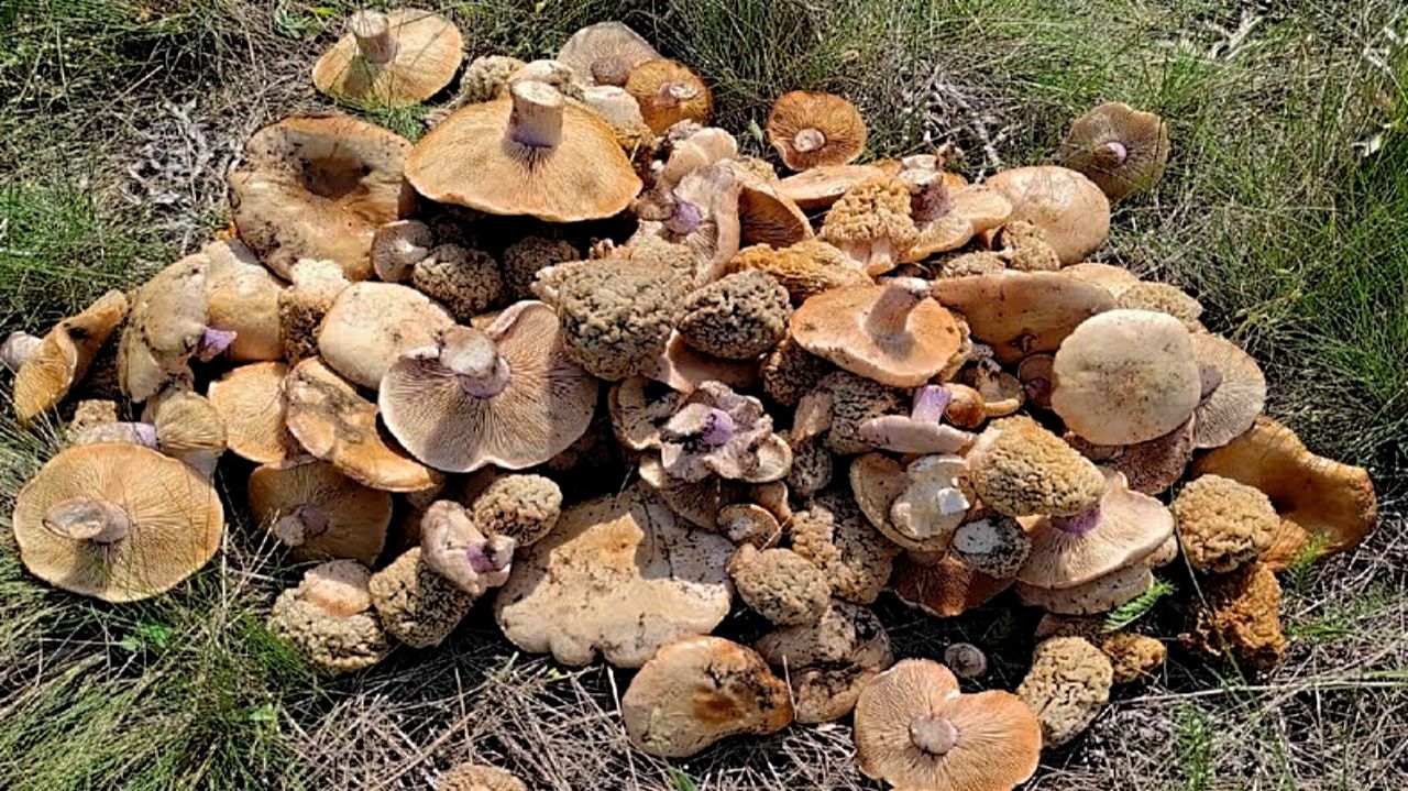 Лучшее грибное приключение 2026 года. В степи наткнулся на поляну грибов. Удачный сбор грибов.