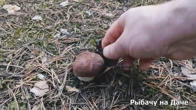 Открыл грибной сезон. Собираю грибы в Шоткусе. Маслята и боровички