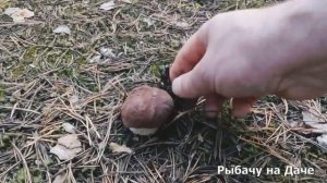 Открыл грибной сезон. Собираю грибы в Шоткусе. Маслята и боровички