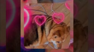 1000057041.mp4 (Собака наблюдает за устройством лестницы на 2-ой этаж в доме А-фрейм)