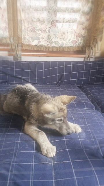 Сушимся, фен видит Велес первый раз в жизни) Вот что значит прекрасная психика☝️#волк