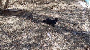 Разные интересы у котиков.