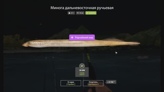 Минога дальневосточная ручьевая, Русская рыбалка 4, точка ловли, сборка снасти.