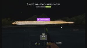 Минога дальневосточная ручьевая, Русская рыбалка 4, точка ловли, сборка снасти.