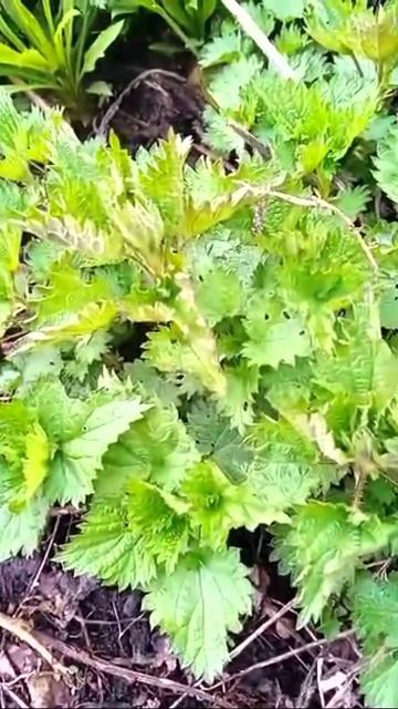 что готовлю из крапивы