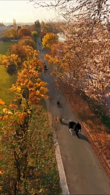 Осень на берегу реки: прогулка с питомцами #осень #природа