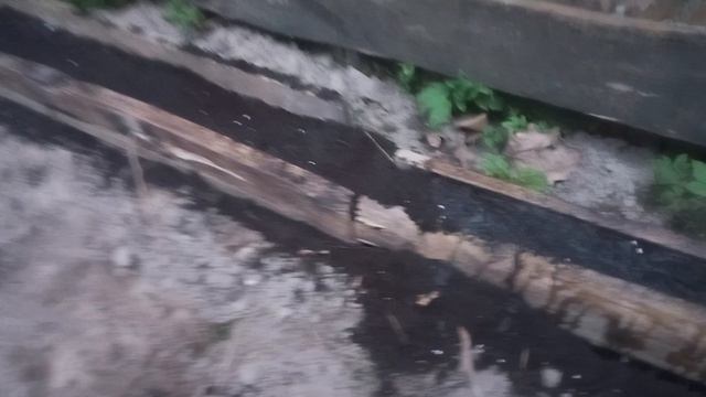 черемша черемша Алтайская. посадка семечкой.