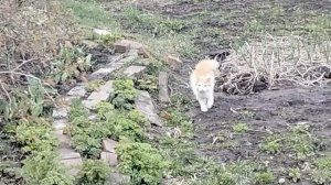 Благодарность Мистеру Х.Мы дошли до заветной кнопочки.Каракатица выдержала  ветер.Болтаю.25-04-2026