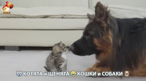 Котята и щенята 🐈🐶 Кошки и собаки 🤗 Про животных (17)