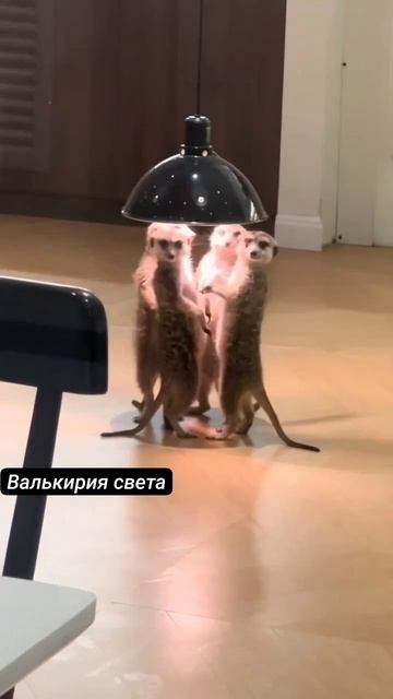 VID_20260425_153530_522.mp4