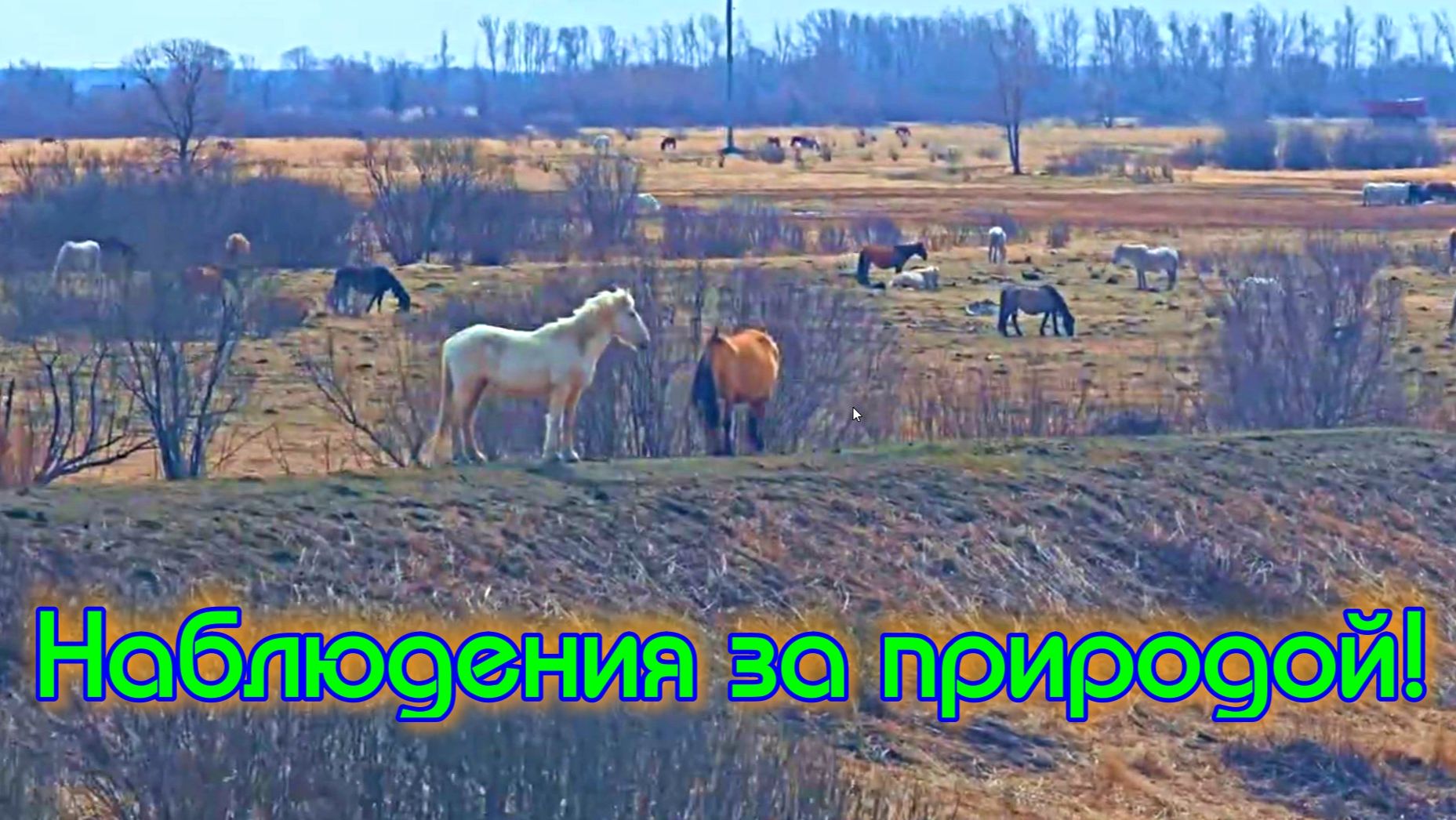 Наблюдения за природой!