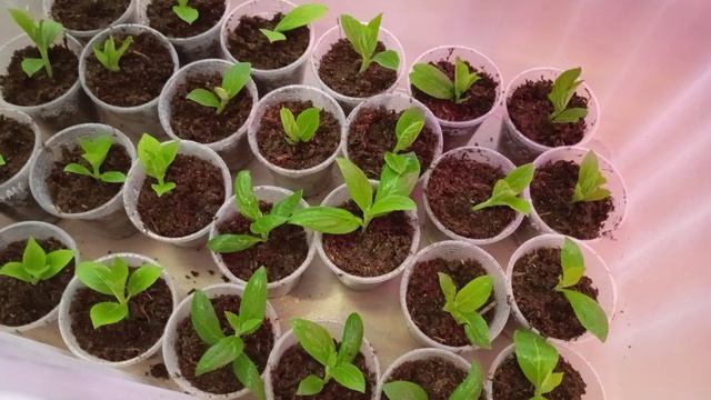 Зелёные черенки метельчатой гортензии(результат переувлажнения )