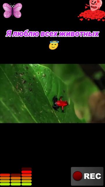 Животные приколы и не только😅