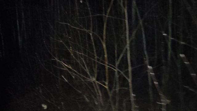 В лесу: будущее проступает уже сегодня. От глобализации к сегментации - свобода против суверенности