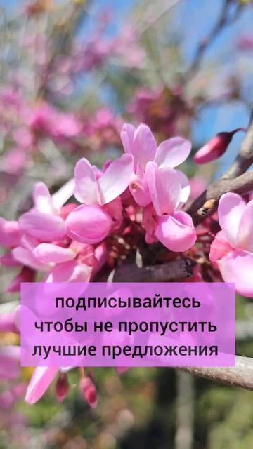 А вы бы хотели жить в Севастополе?