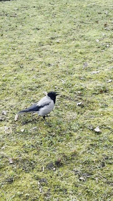 Режим наблюдения 🐦⬛