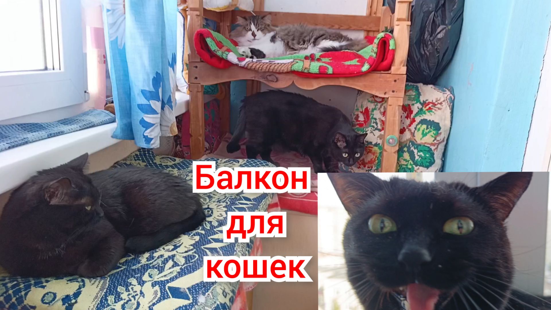 Кот Филя и кошки.