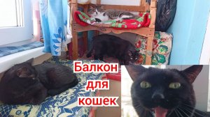 Кот Филя и кошки.