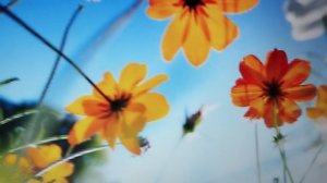 стихи В. Точина ;Листва на асфальт опадала, Ушедшее ненастье, сл. и муз. В. Точина, вокал М. Точиной