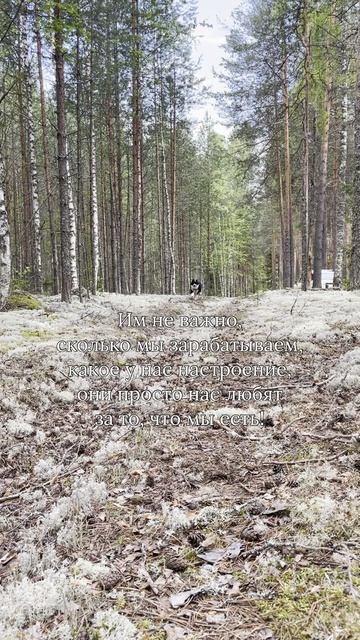 О дружбе человека и собаки, о преданности четвероногих пушистых детей.