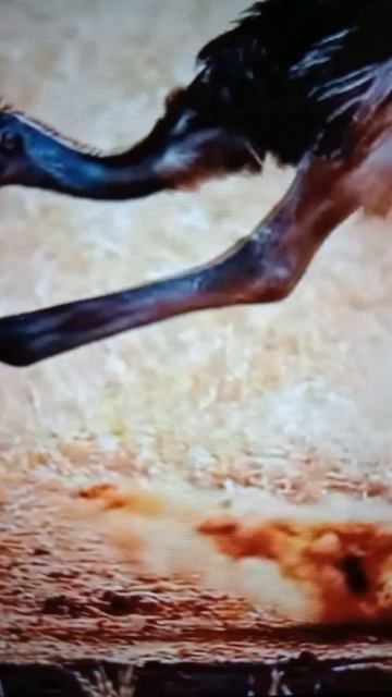 Встреча гепарда со Страусом😳#Shorts