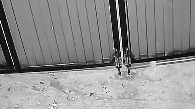 У ёжика появились друзья котята 🐈