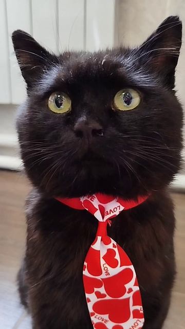 #село #кот #черныш #животные #голос #мысли #мысливслух #cat