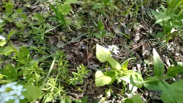 Неизвестные цветы. Живая природа с Евгением.