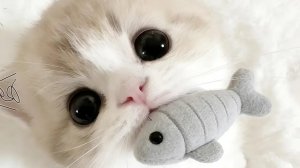 Я буду снимать в реальности с лисой