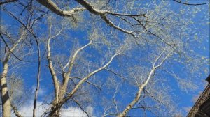 Торопим лето.