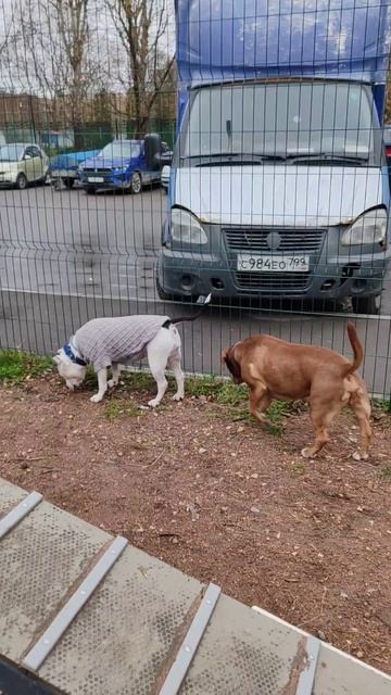 Фиалка и Карлсон (привет из дома)