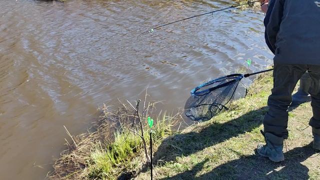 Светлые Горы Форель9 25.04.2026г.