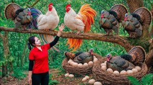 Соберите более 1000 индюшачьих и утиных яиц в дикой природе и продайте на рынке | повседневная жизнь