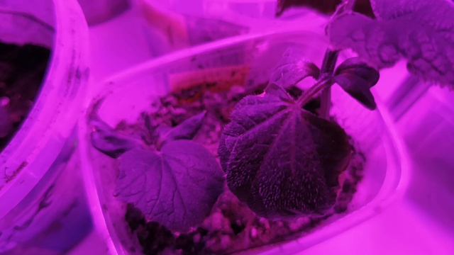 Апрельские огурцы на окне.25.04.2026