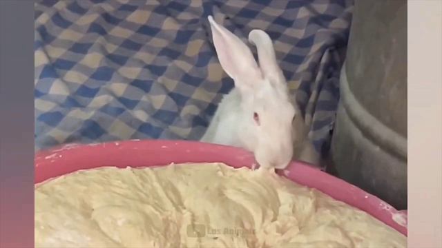 СМЕШНЫЕ КОТЫ 😺 2026 ЛУЧШИЕ ПРИКОЛЫ С КОТАМИ ,КОШКАМИ ,ЖИВОТНЫЕ,СМЕШНЫЕ ВИДЕО