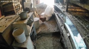 Утро начинается.Заяц снова ушел в бега.