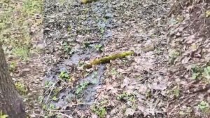 Слив канализации в реку Сходня. 25.04.2026