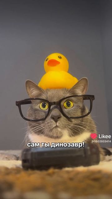 бабушка всегда  купит что надо