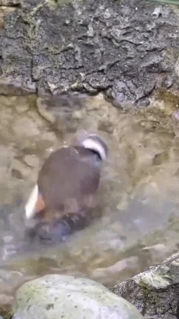 С приходом весны птички пускаются в пляс!🕊😁