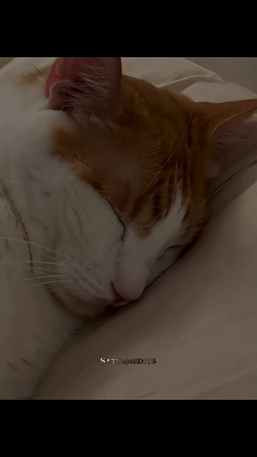 Приютили кота 🥰