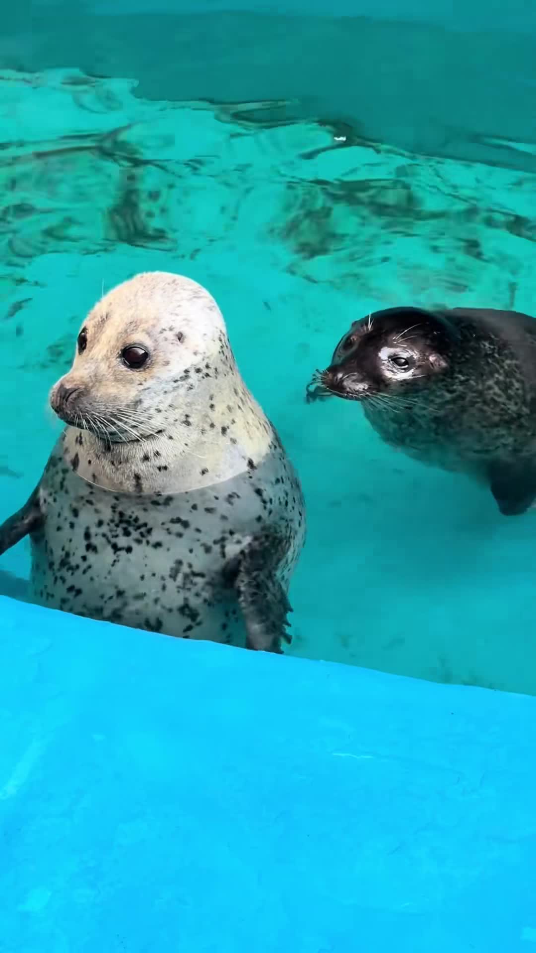 #видео #Милые #животные